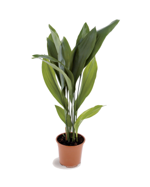Aspidistra plant plantvista